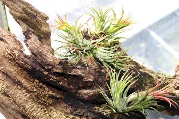 How to Attach Air Plants to Wood 1