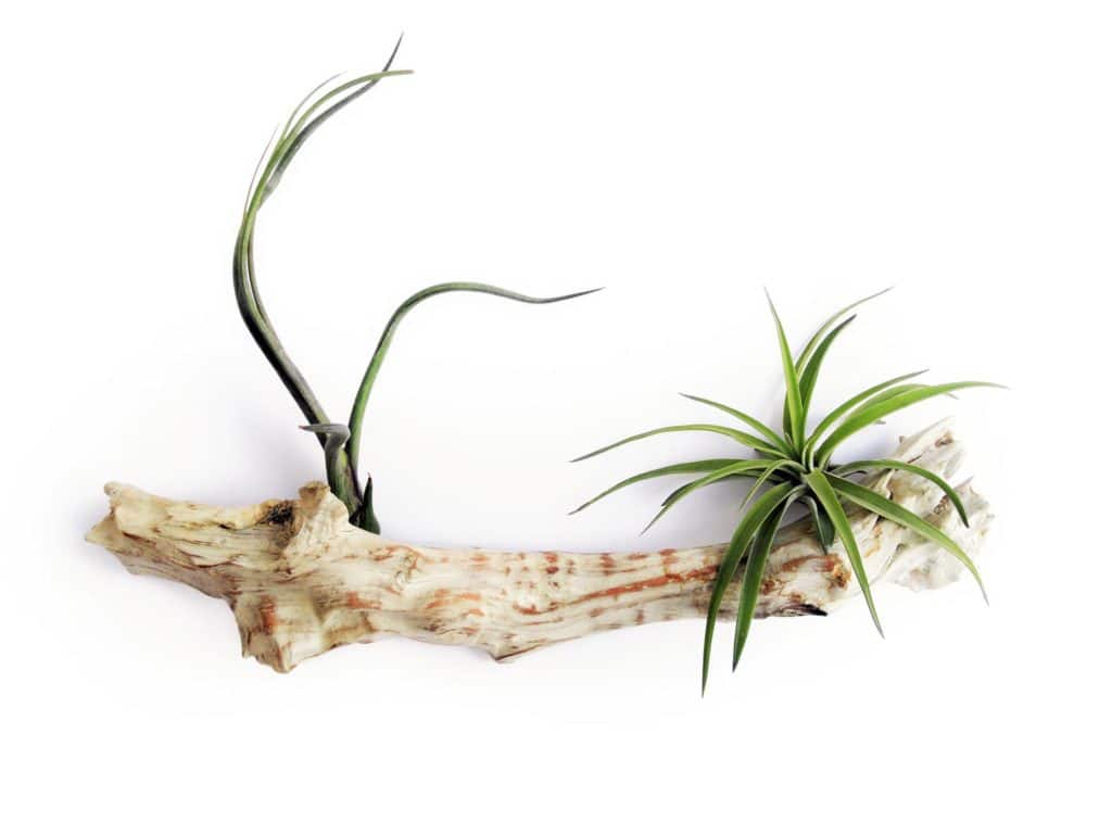 How to Attach Air Plants to Wood 2