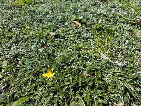How to Get Rid of Weeds In Dymondia