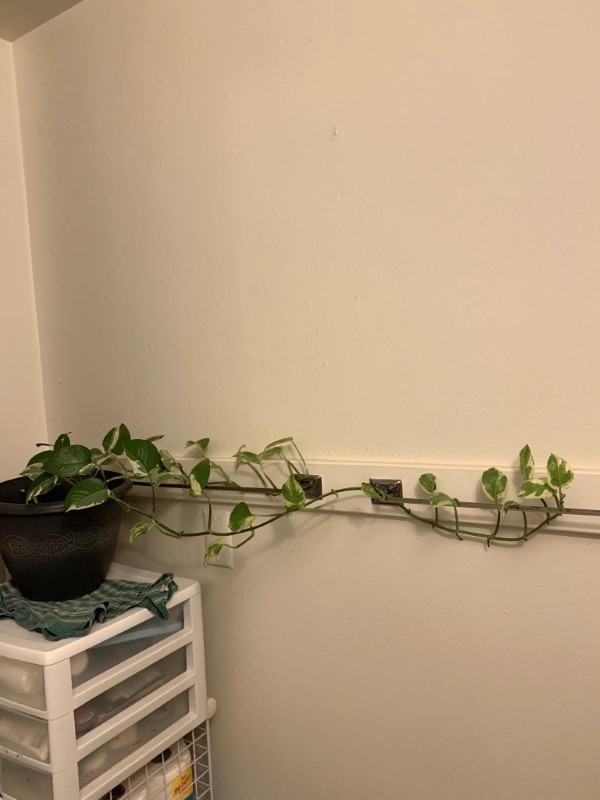 How to Get a Pothos to Trail 2
