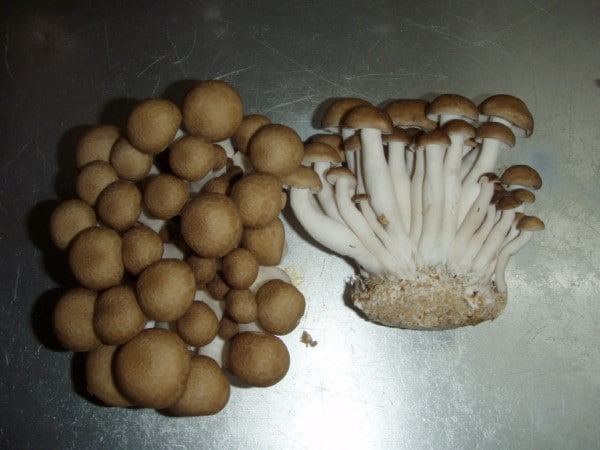 How to Grow Brown Beech Mushrooms 2