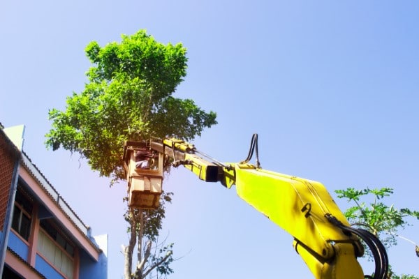 How to Trim Tall Trees