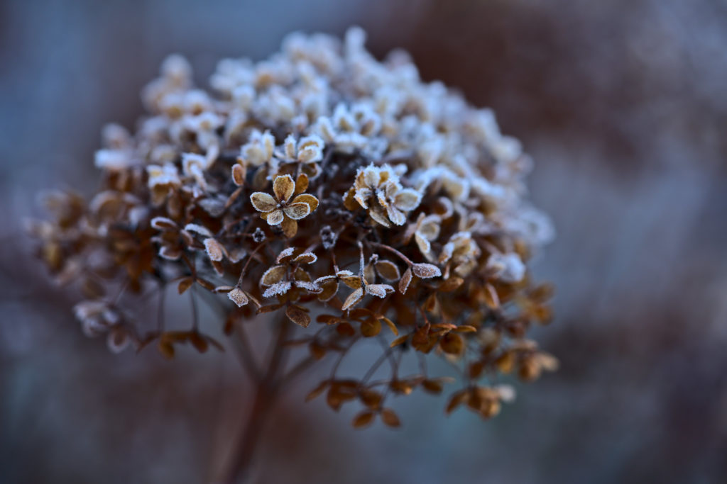 Hydrangea in winter. – Is My Hydrangea Dead or Dormant?