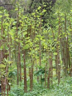 Japanese Knotweed Will Bamboo Grow In Michigan