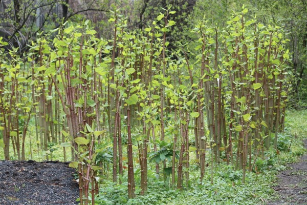 Japanese Knotweed Will Bamboo Grow In Michigan