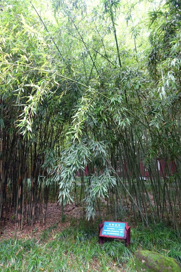 Red Margin Will Bamboo Grow In Michigan