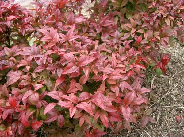 What are Nandina Plants
