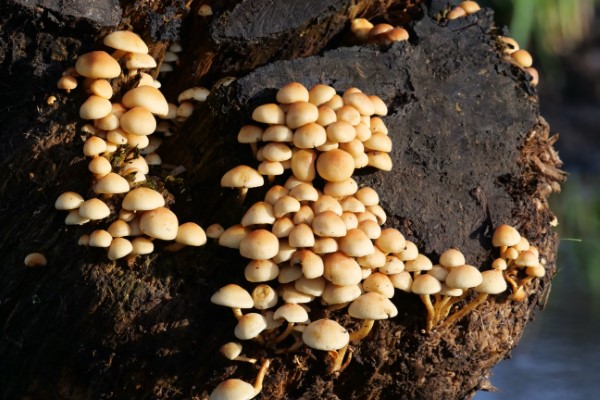 Why Do Fungi Grow In Moist Areas