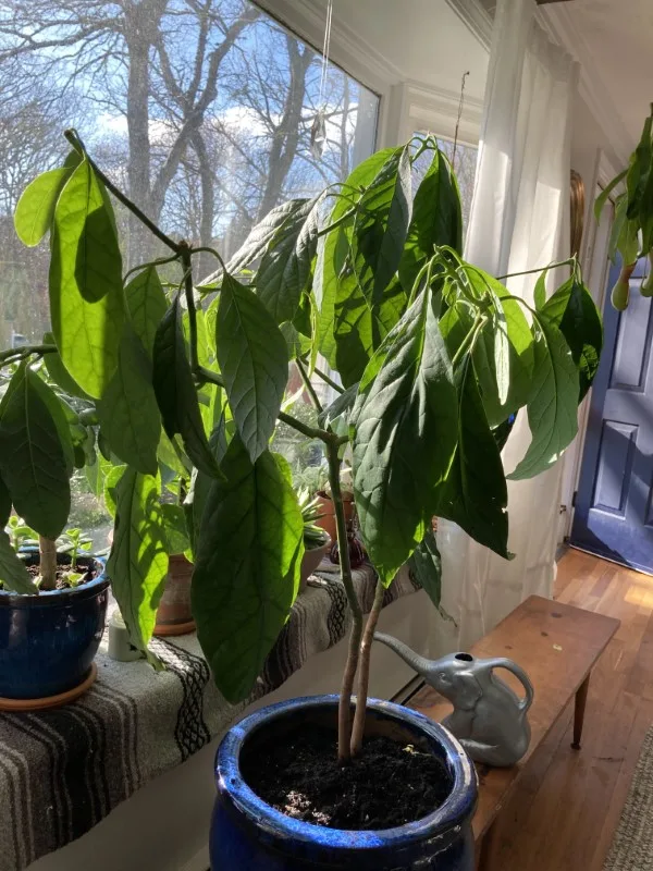 Why Are My Avocado Tree Leaves Drooping 1