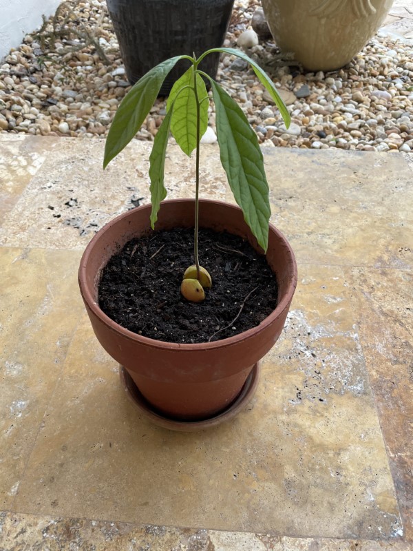 Why Are My Avocado Tree Leaves Drooping 2