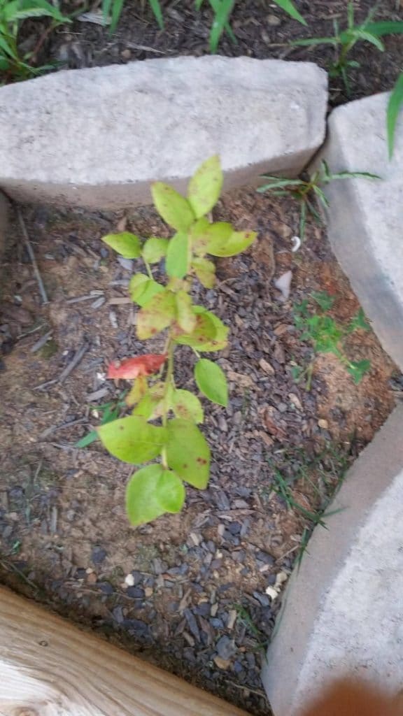 Why Are My Blueberry Leaves Turning Red