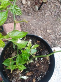 Why Are My Pepper Leaves Turning White 1