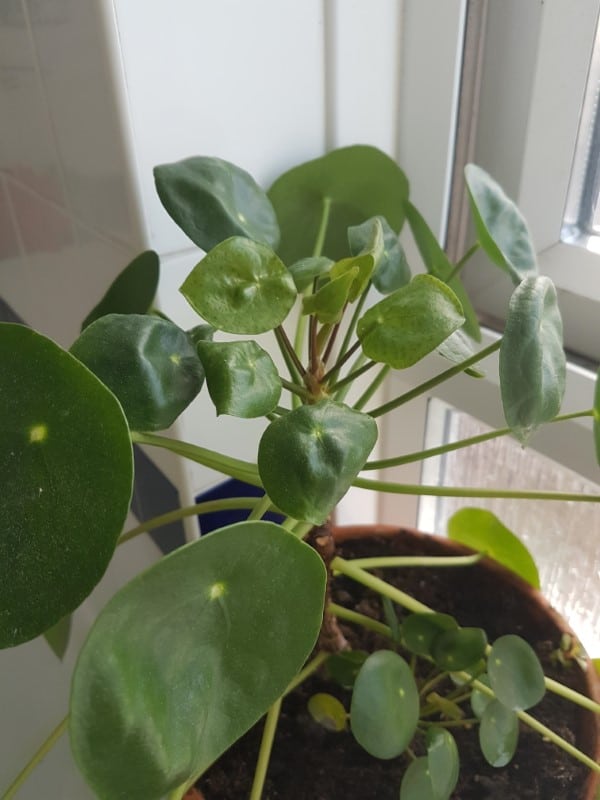 Why Are My Pilea Leaves Curling 1