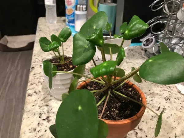 Why Are My Pilea Leaves Curling 2