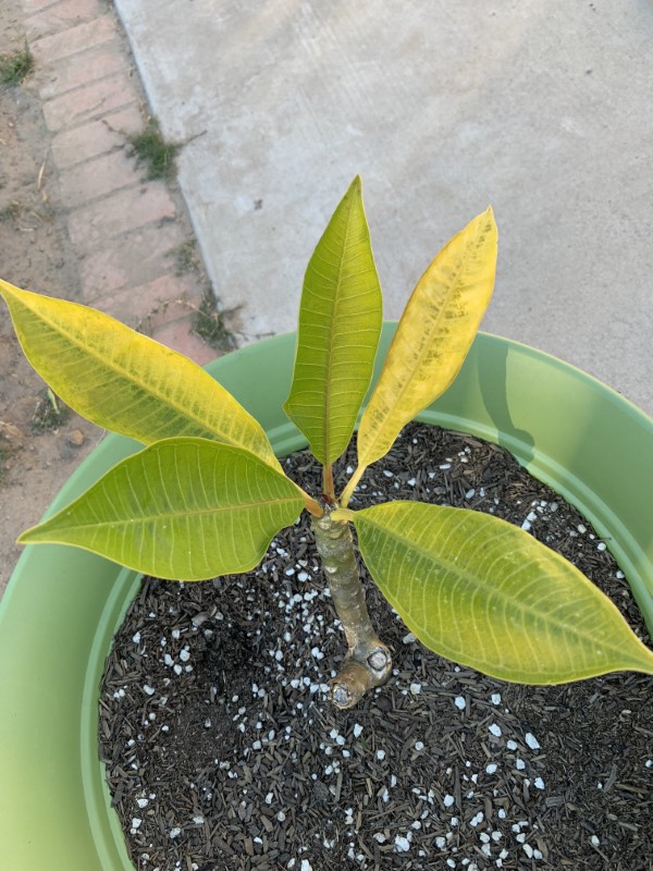 Plumeria Leaves Turning Yellow | TiffanyTalmouse