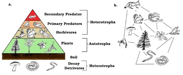 Why Are Plants Called Autotrophs 2