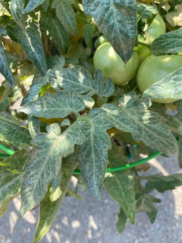 Why Are The Leaves Of My Tomato Plant Turning White 2