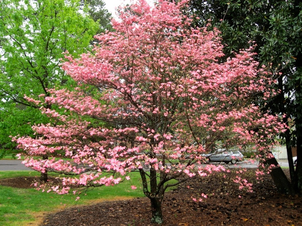 Why Do Dogwood Trees Smell Bad 2