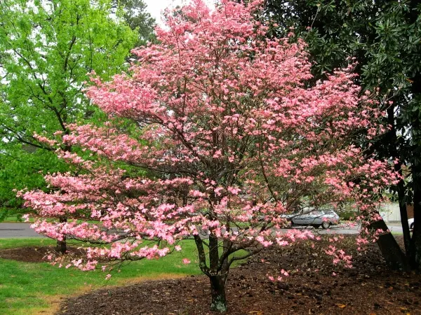 Why Do Dogwood Trees Smell Bad 2