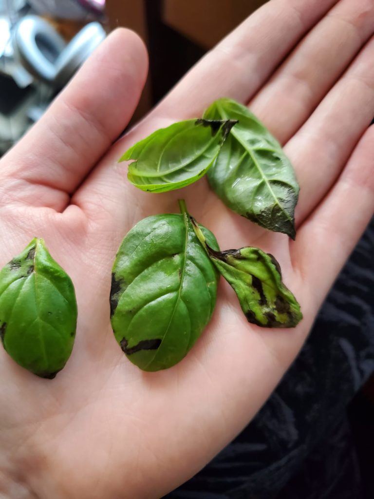 Why Does My Basil Have Black Spots 1