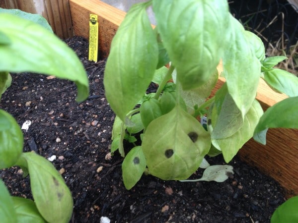 Why Does My Basil Have Black Spots 2