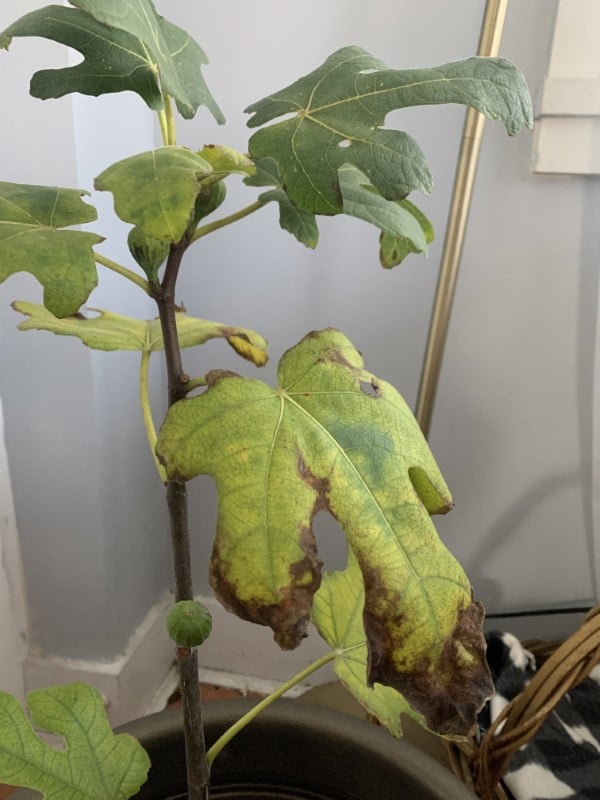 Why Is My Fig Tree Leaves Turning Yellow 