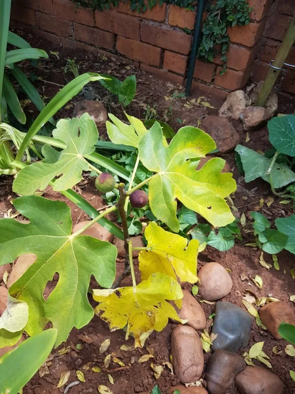 How often do you water a fig tree