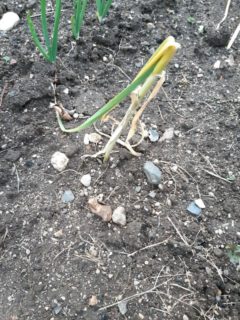 Why Is My Garlic Plants Falling Over 1