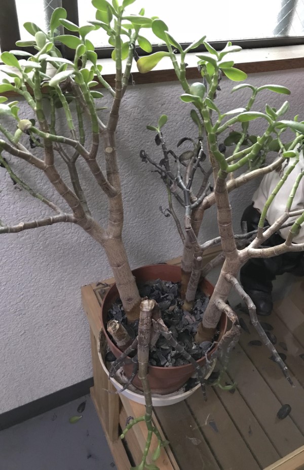 Why Is My Jade Plant Dying 2