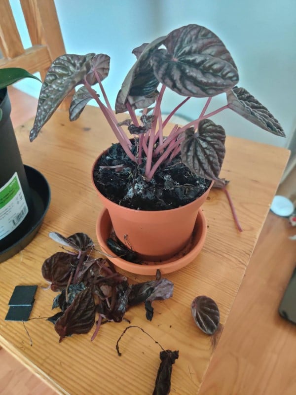 Why Is My Peperomia Dropping Leaves 2