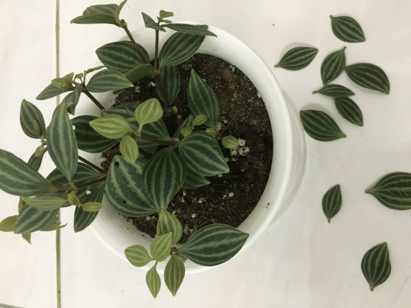 Why Is My Peperomia Dropping Leaves