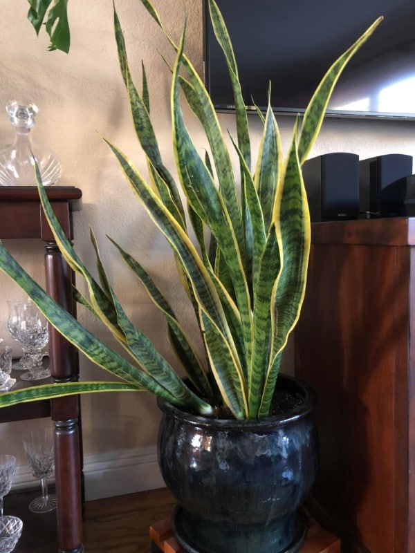 Why Is My Snake Plant Falling Over 1