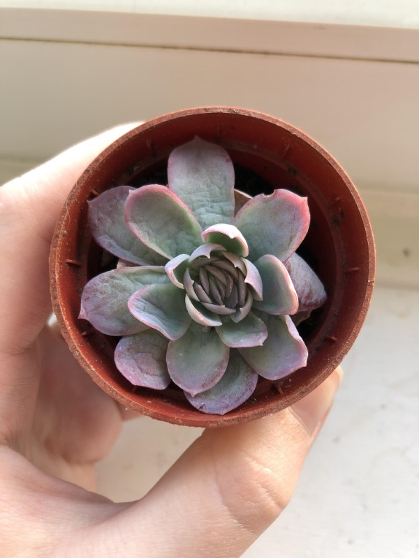 Why Is My Succulent Wrinkly 1