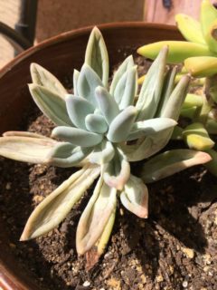 Why Is My Succulent Wrinkly 2