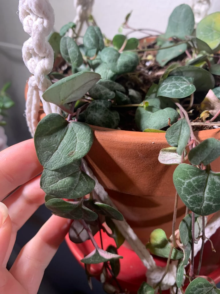 Why are the leaves in my string of hearts curling and how can I fix it? - Overwatered and Underwatered String of Hearts.