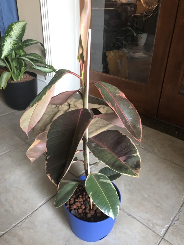 Why is My Rubber Plant Drooping 2