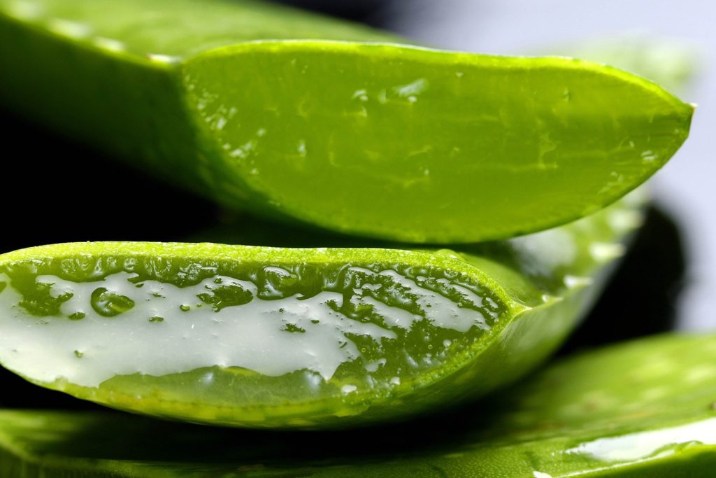 Aloe vera gel in Aloe vera leaves. - How to Plant Aloe Vera Without Roots?