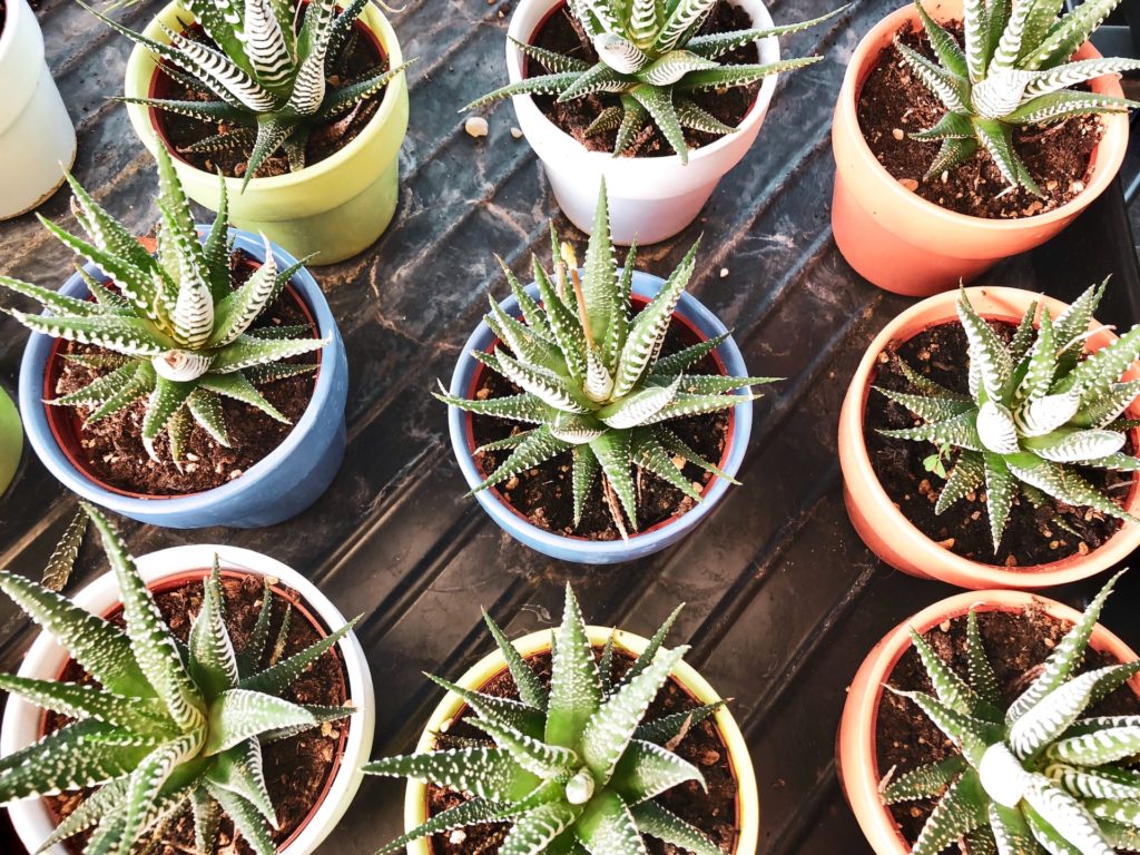 Aloe vera plants in a pot. - How to Plant Aloe Vera Without Roots?