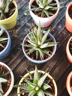 How to Plant Aloe Vera Without Roots?