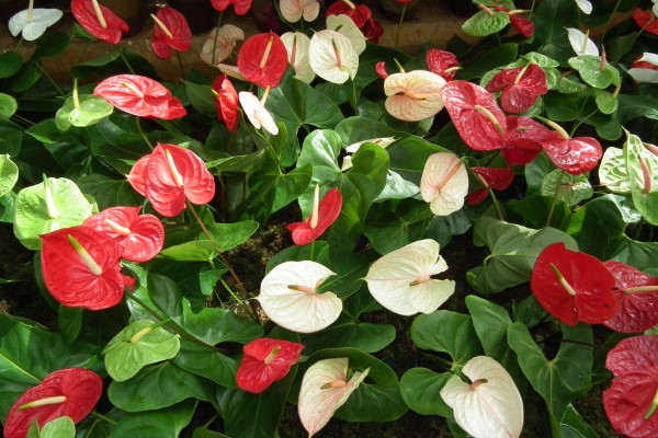Anthuriums Easy Houseplants for Beginners