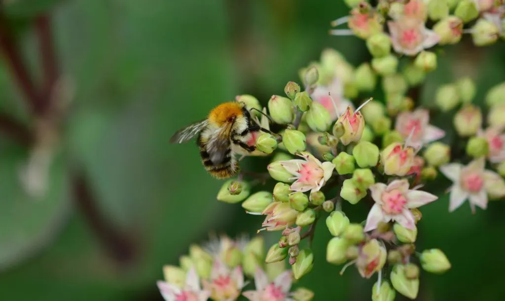 Bee on a Stonecrop plant. - Japanese Indoor Plants.
