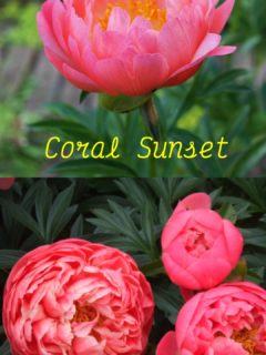 Coral Charm Vs Coral Sunset Peony