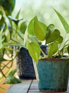 Can You Propagate Pothos Without Leaves?