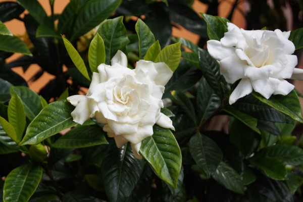 Gardenia jasminoides Gardenia Vs Jasmine