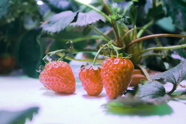 Growing Strawberries in Old Rain Gutters