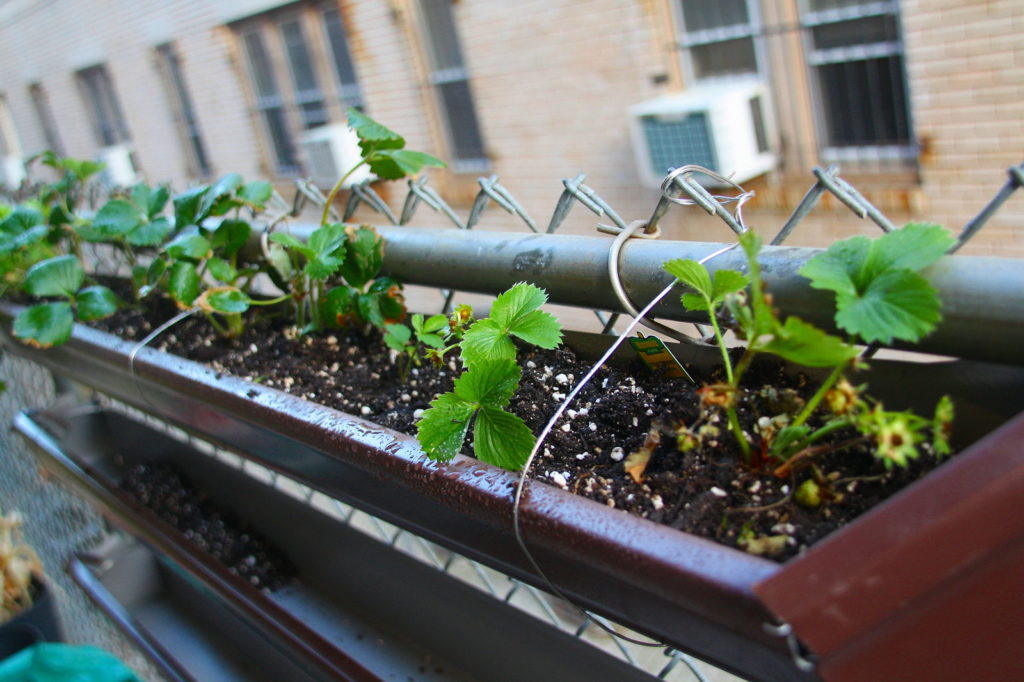 Strawberry plants in a gutter. - Growing strawberries in gutters.