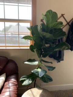 How To Fix A Leaning Fiddle Leaf Fig 1