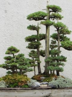 How To Grow Bonsai Forest