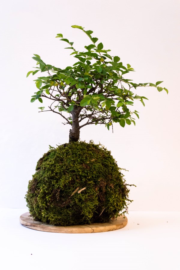 How To Grow Moss On Bonsai