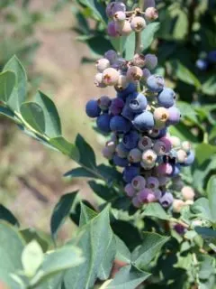 How to Grow Blueberries in New Jersey 2